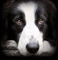 Big Brown Eyes Collie Dog Collie Dogs