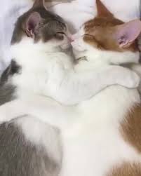 National Hug Your Cat Day 10 Cats Hugging Different Animal Friends Videos Cattime Cat Hug Sleeping Animals Cute Cats
