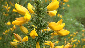 We did not find results for: Facts About Gorse In New Zealand The Hedge Cutter