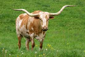 Texas Longhorn Cattle Photos Longhorn Cattle Longhorn Longhorn Cow
