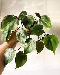 Heart Leaf Philodendron Heart Leaf Philodendron Philodendron Plant Pretty Plants