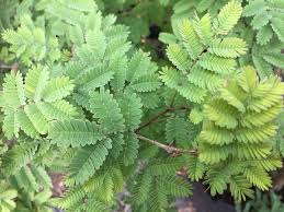 Image result for Dicoma galpinii