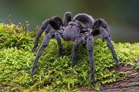 Giant online kaufen & täglich von neuen angeboten profitieren! This Giant Tarantula Swimming In A Texas State Park Is Here To Ruin Your Summer