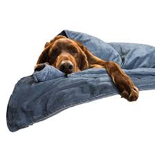 Calming dog bed faq do calming dog beds really work? Top 5 Best Dog Beds To Reduce Anxiety Dogvills