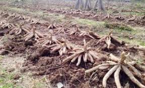 Nama ubi kayu dan ketela pohon dipakai dalam bahasa melayu secara luas. 5 Cara Menanam Singkong Dengan Stek Batang Ilmubudidaya Com