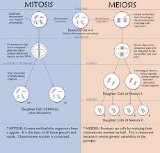 Meiosis Versus Mitosis This Chart Brings Back Bio Class