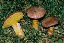 Image result for Suillus wasatchicus
