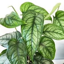 Pin On Myjungle