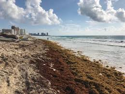 Cancún is located in the yucatán peninsula in the north of quintana roo state in mexico. Insider S Guide To Seaweed Conditions In Cancun And Riviera Maya A Taste For Travel