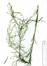 Image result for Indigofera dendroides