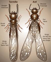 Although the label says fire ants, this professional ant bait will work on any ant species. Ant Inspection The Elite Group Property Inspections Inc