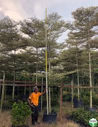 Image result for Terminalia mantaly