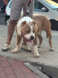 He's sitting right around 140 at the 2 year mark and he's. American Bully Xxl Italia Posts Facebook