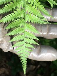 Image result for Deparia