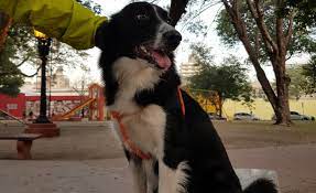 Jun 25, 2021 · la banda the doors se presentó en méxico del 27 al 30 de junio de 1969. Dia Del Perro Por Que Se Celebra El 2 De Junio Lados