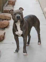 Sabre 1 Year 7 Months Sabrehasbro Amstaff Apbt Pitbull Pitbulls Bully Breeds Pitbull Terrier