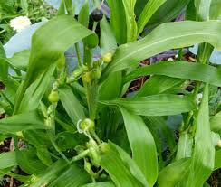 Image result for Coix lacryma-jobi