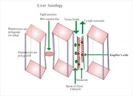 You will be using the microscope in your biology study. Liver Histology Labpedia Net