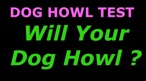 Maybe you would like to learn more about one of these? Dog Howl Test Sounds To Make Your Dog Howl Dog Tv Stimulation Youtube