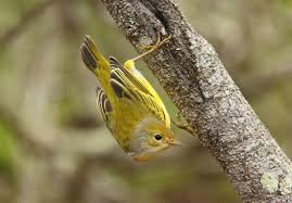 Image result for Geigeria pectidea