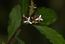 Image result for Stanfieldiella imperforata