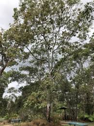 Image result for Eucalyptus torelliana