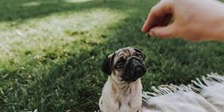 can pugs eat bananas the best way to add it to their diet