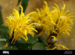 Image result for Justicia aurea