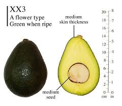Avocado Holiday Type A Unripe Green Ripe Green Fruit Weight Oz 18 To 24 Dwarf Tree Has Very Large Fruit Beauti Avocado Avocado Varieties Avocado Tree