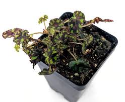 Image result for Begonia quadrialata