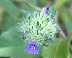 Image result for Jacquemontia