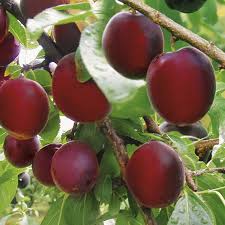 Aprikosen Pflaume Aprisali Aprikosen Pflaume Exotische Fruchte