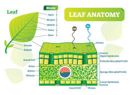 Some of the worksheets displayed are lab leaf structure water glucose oxygen 6 co2 6, leaf anatomy, understanding leaf anatomy and morphology, plant organs the leaf 24 april 2013, parts of a plant, leaf anatomy coloring answer key, why leaves change color. Leaf Anatomy Worksheet Vector Illustration Labeled Blank Biology Closeup Stock Vector Illustration Of Leaf Internal 157649149