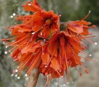 Image result for Melianthaceae
