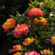 We did not find results for: Cottage Farms Direct Perennials Rainbow Sunblaze Mini Rose 2pc