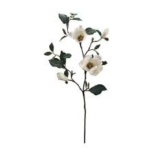 Image result for Magnolia White 1980 Amos and Sons