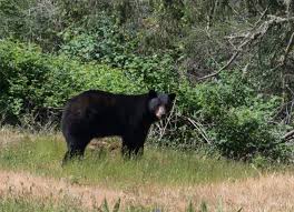 San juan might not be a tropical retreat, but this scenic scape proudly features beaches, orca pods and one of the country's largest lavender farms. Bear Searches The Islands For Love The Journal Of The San Juan Islands