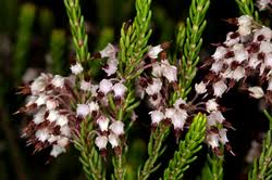 Image result for Erica wildii