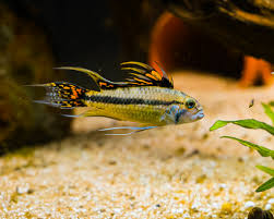 Image result for Lagenaria rufa