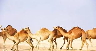 For those who don't have their own transport, you can get a taxi from the city for about 80 dirham and it's at al marmoon right next to the camel hospital. Flock Of Camels Yahoo Image Search Results Camels Flocking Wild West