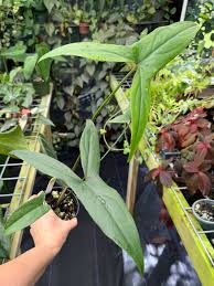 Image result for Lasimorpha