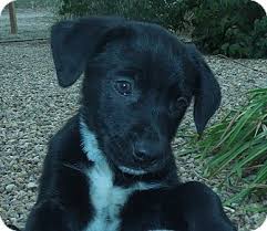 To learn more about each adoptable dog, click on the i icon for. Greeley Co Boxer Meet Puppies A Pet For Adoption