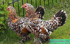 Protein hewani seperti ayam dan daging sapi membantu otot untuk tumbuh. Ayam Bentamka Penerangan Ciri Jenis Penjagaan Dan Penyelenggaraan Bentamok Haiwan Peliharaan