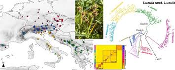 Image result for Luzula abyssinica