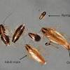 Palmetto bug, to most people this bug sounds very strange but in this article, we will elaborate more on the details about everything you need to know concerning palmetto bug. Https Encrypted Tbn0 Gstatic Com Images Q Tbn And9gcsye2fdv7yg3tfhnvnkpa1ey 8t6rpty0xfnbv1sgb0jz5ixvpq Usqp Cau