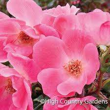 Today's top knock knock discount: Rosa Radcon Pink Knock Out Shrub Rose High Country Gardens