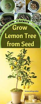 Grow Your Own Lemon Tree Home Crafting Lemon Tree From Seed Grow Lemon Tree From Seed Lemon Tree