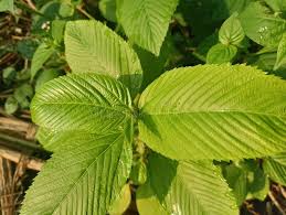 Image result for Caperonia