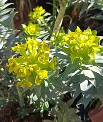 Image result for Euphorbia williamsonii