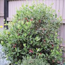 Image result for Feijoa sellowiana